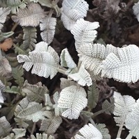 Tanacetum densum amani